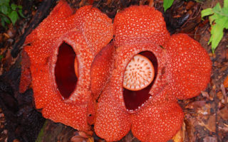 bunga raflesia bengkulu