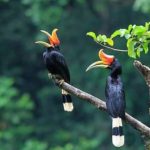 burung asli indonesia