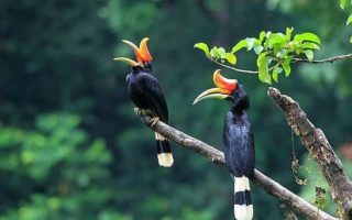 burung asli indonesia