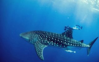 ikan terbesar di dunia