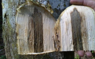 Misteri Kayu Gaharu, Kayu Asli Kalimantan yang Konon Berasal dari Surga misteri pohon gaharu