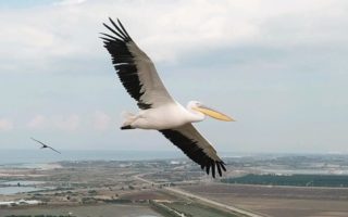 Wisata Alam ke Tempat Persinggahan Migrasi Burung Asia Selatan di Suaka Margasatwa Kerumutan wisata alam
