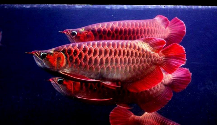 34 Penting Ikan Arwana PNG 