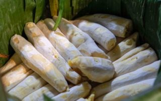 7 Makanan Tradisional Indonesia yang Dibuat dengan Fermentasi makanan tradisional indonesia