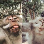 monkey forest ubud