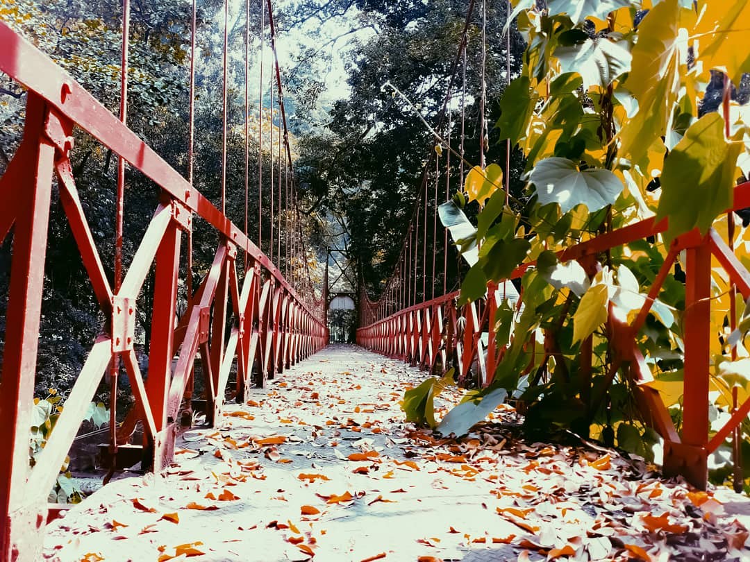 Jembatan Merah Kebun Raya Bogor, Menguak Mitos Putus Cinta