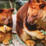 Inilah Jenis-Jenis Kangguru Tanah dan Pohon Khas Papua2