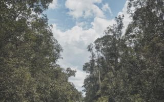 Taman Nasional Tanjung Puting, Nasibmu Kini Setelah Karhutla taman nasional tanjung puting
