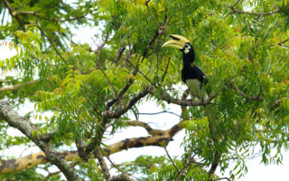 Hewan dan Tumbuhan Endemik di Taman Nasional Baluran hewan dan tumbuahn endemik