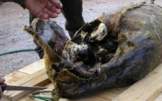 5 Kuliner Unik Suku Eskimo di Kutub Utara, Kamu Berani Coba? makanan aneh