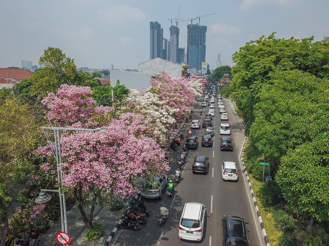 Potret Keindahan Bunga  Tabebuya di  Surabaya  yang Sedang 