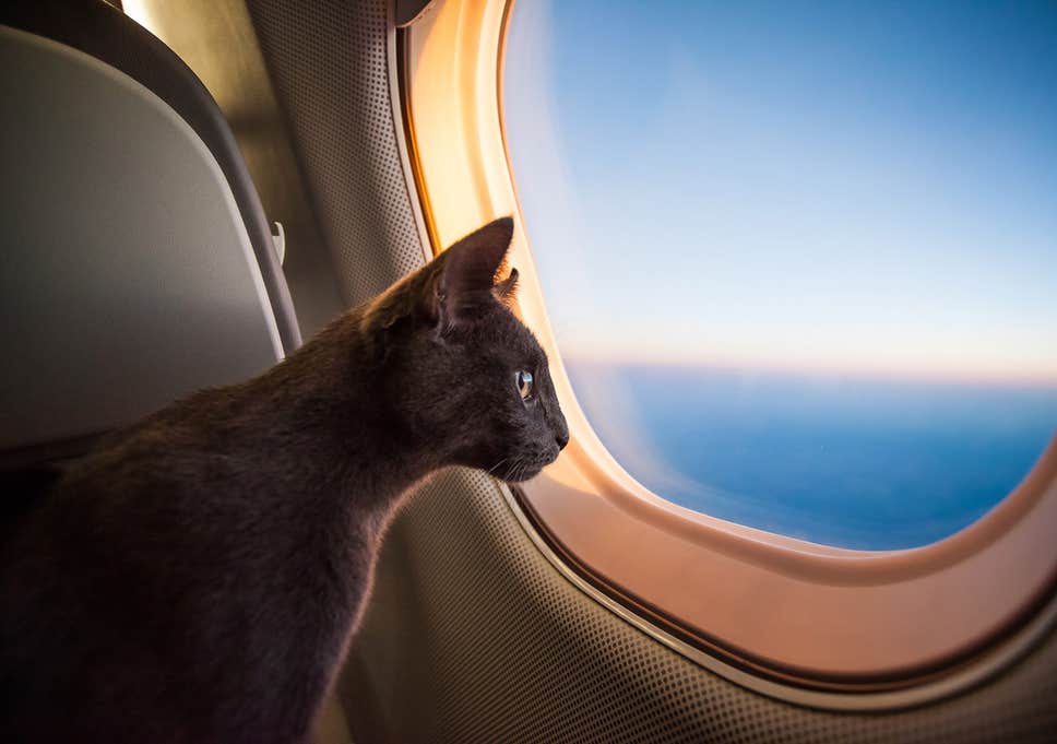 Tips Bawa Kucing Naik Pesawat