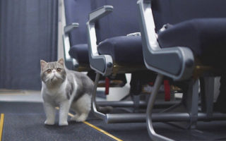 cara membawa kucing naik pesawat