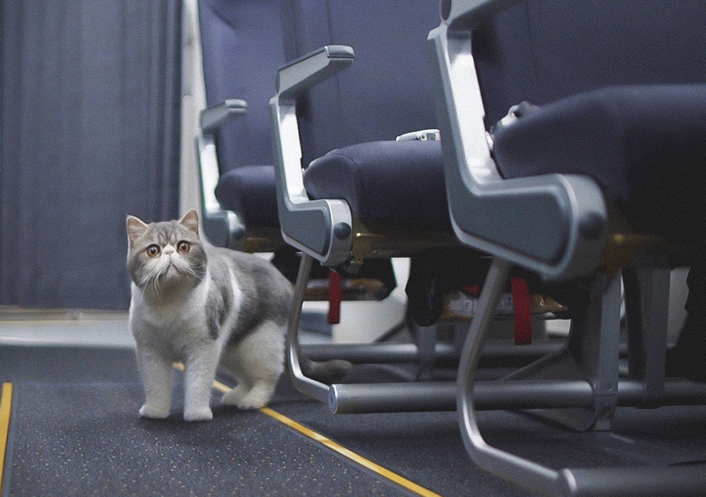 Cara Membawa Kucing dan Peliharaan Lain Naik Pesawat