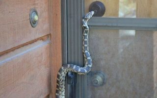 agar ular tidak masuk rumah