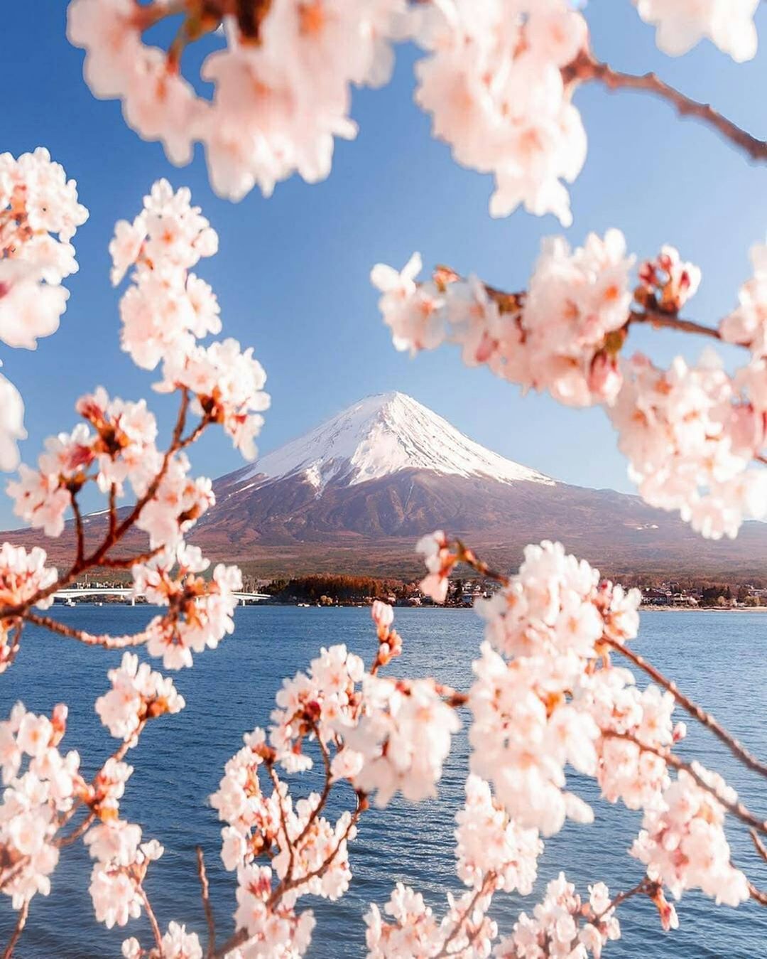  Musim  Sakura  di  Jepang  Tahun 2022 Dimulai Pada Bulan  Maret