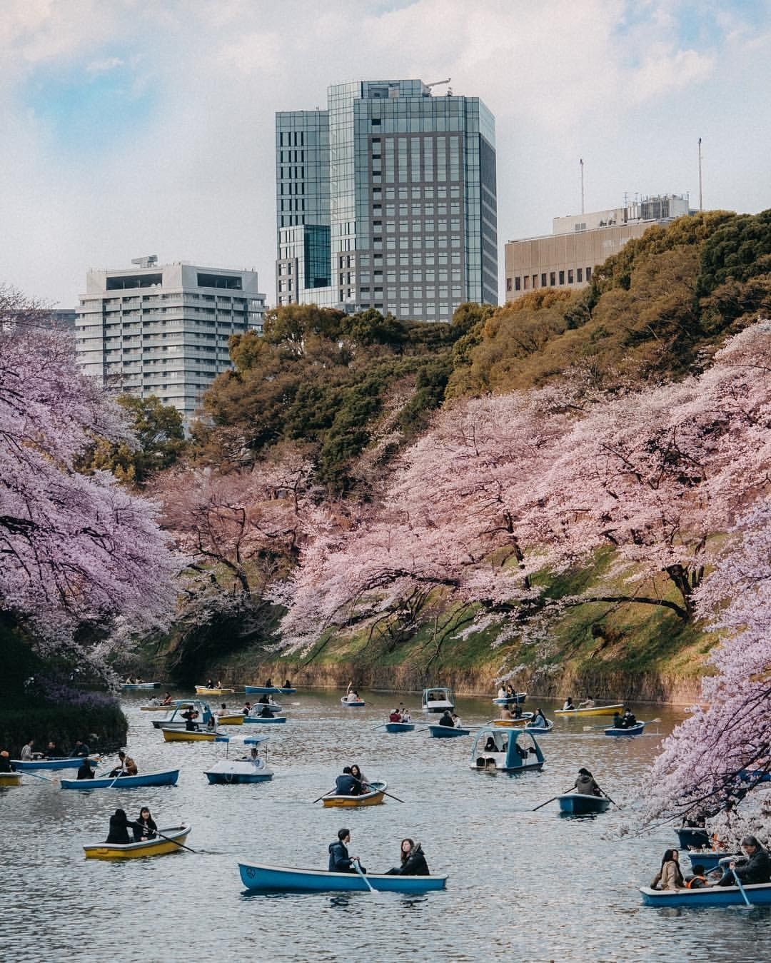 Jadwal Mekar Bunga Sakura Di Jepang 2020 Jangan Sampai Terlewat 4928