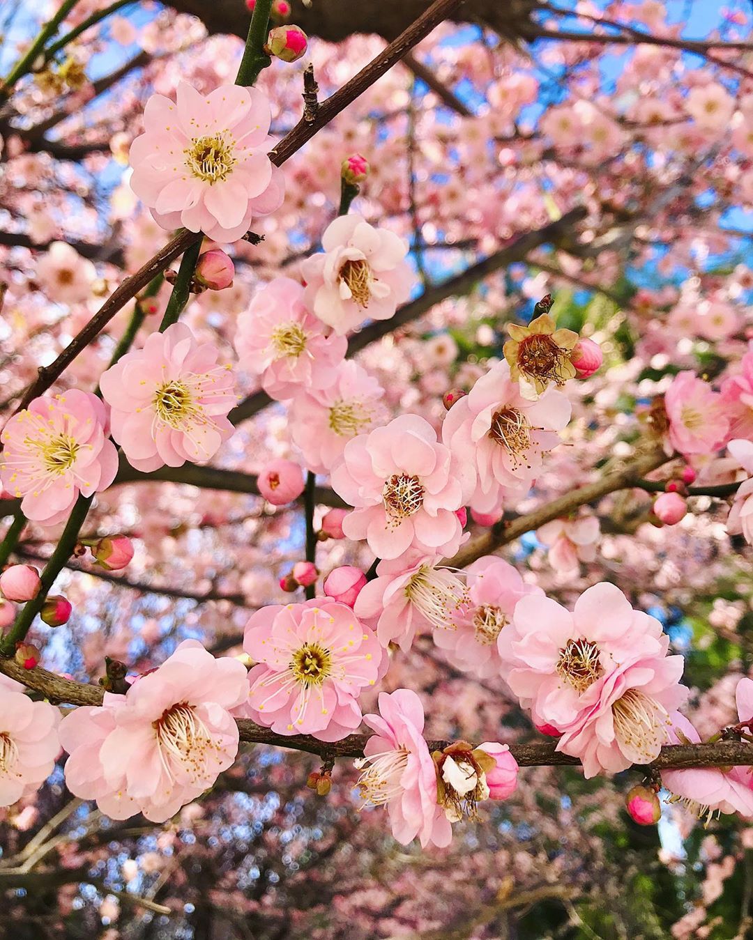  Jadwal  Mekar  Bunga  Sakura  di  Jepang  2022 Jangan Sampai 