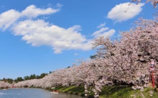jadwal mekar bunga sakura di jepang 2020