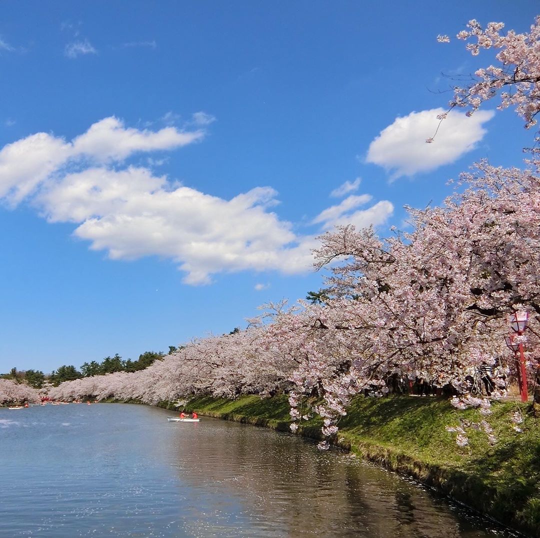 Jadwal Mekar Bunga Sakura Di Jepang 2020
