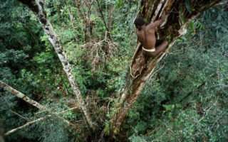 rumah pohon suku korowai