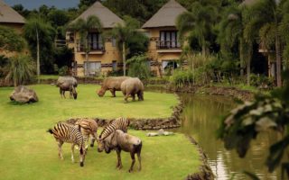 Mara Safari Lodge Bali, Sensasi Menginap Bersama Hewan Liar Mara River Safari Lodge Bali
