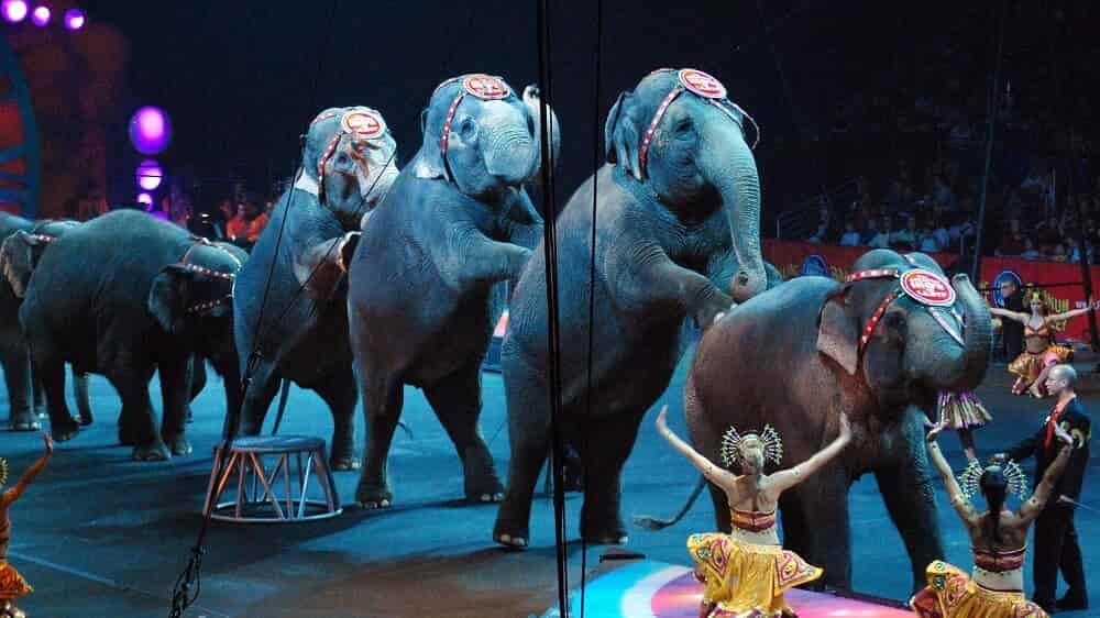 Запрет животных в цирке. Цирковые животные. Животные из цирка. Цырк или цирк. Цирк с дикими животными.