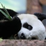 kebun binatang di indonesia