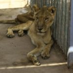 dokter-hewan-tangani-singa-kurus-kering-karena-kelaparan-di-kebun-binatang-sudan