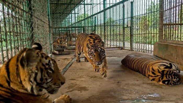 kebun binatang di indonesia
