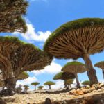 pulau socotra yaman