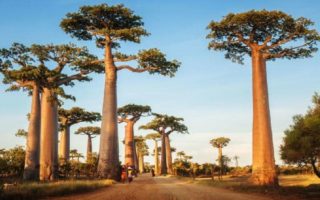 pohon baobab di afrika