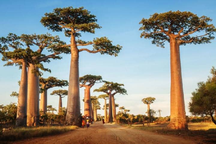 Pohon Baobab di Afrika, Tumbuhan Surga Seharga Rp 750 Juta