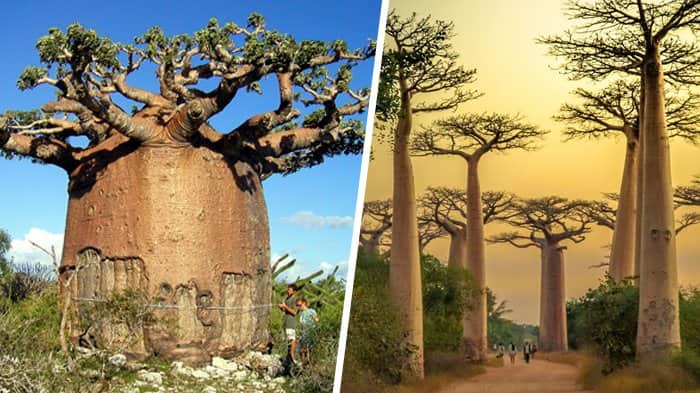pohon baobab di afrika
