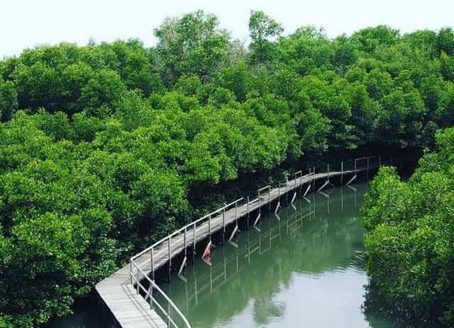 hutan mangrove nusa lembogan
