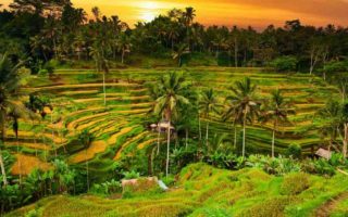 ubud kota terbaik di dunia