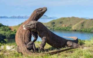 wisata ke pulau komodo