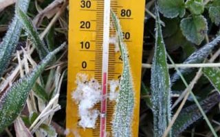 kenapa dieng bersalju