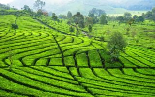 Perkebunan Teh Malabar, Kisah Mulia Bosscha Si Raja Teh Priangan perkebunan teh malabar
