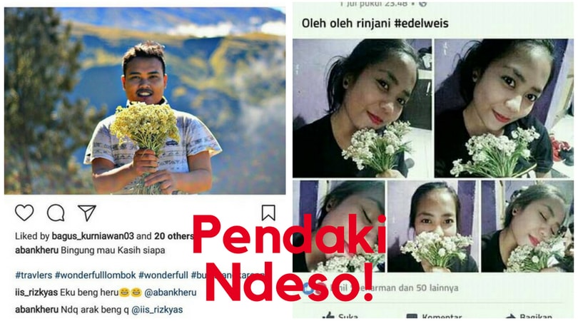 kenapa dilarang memetik bunga edelweis