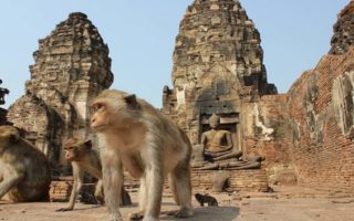 Lopburi, Kota Kuno di Thailand yang Dikuasai Geng Monyet Sadis lopburi thailand
