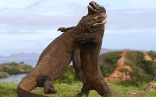 Polemik Jurrasic Park Komodo, Akhir Tragis Sang Naga Terakhir? jurrasic park komodo