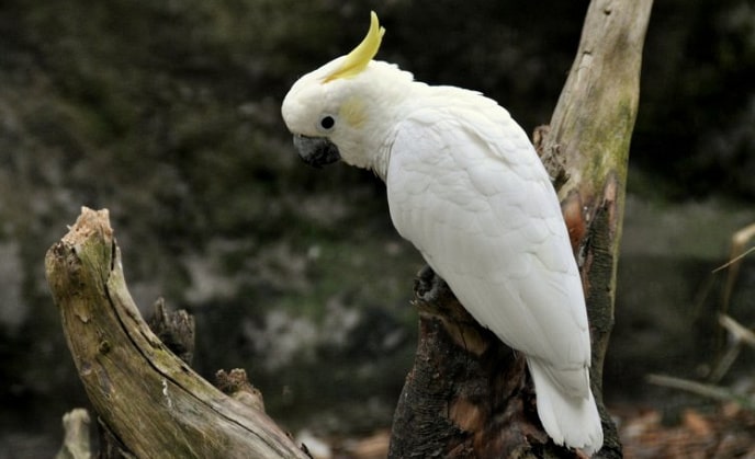 Kakatua Kecil Jambul Kuning