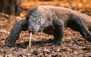 wanita haid tidak boleh ke pulau komodo