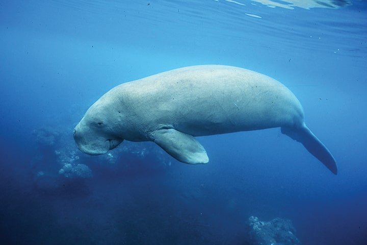 dugong