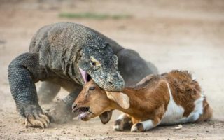 wisata premium pulau komodo