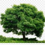 20-208315_download-tree-png-hd-clipart-clip-art-tree
