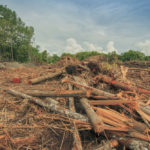borneo-deforestation-1
