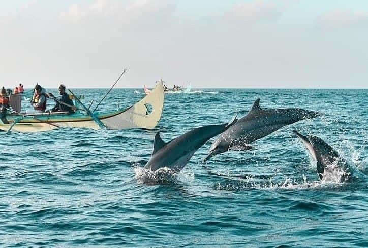 tempat melihat lumba-lumba di indonesia