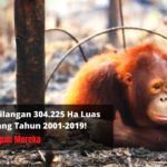 Indonesia Kehilangan 304.225 Ha Luas Hutan Sepanjang 2001-2019